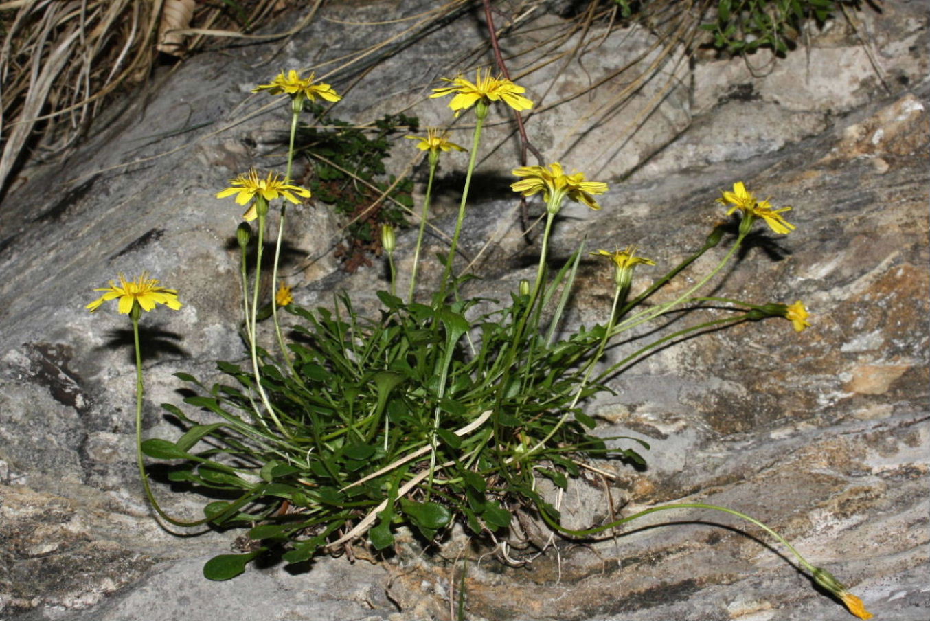 Robertia taraxacoides / Costolina appenninica